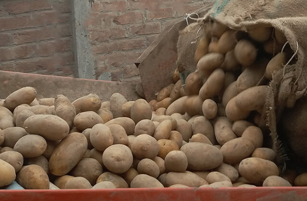 Fresh Potato from 파키스탄 supplied by Roomi Foods Pvt Ltd. - Mozika 신선 일반 감자