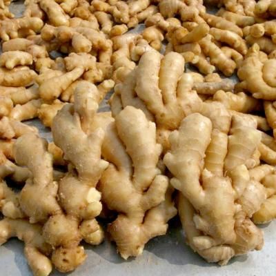 Ginger from 중국 supplied by Hebei Shenhua Agricultural Development Co., Ltd. - Whole 통생강