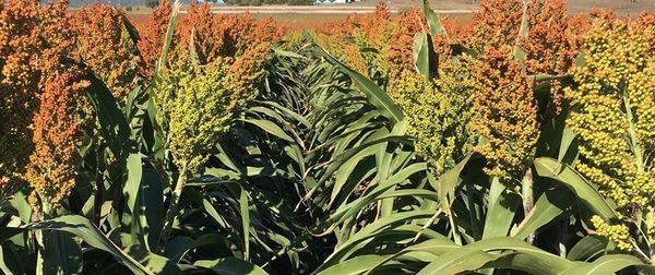 Sorghum from 호주 supplied by Nuseed Australia - For Feed 수수