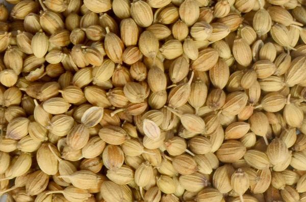 CORIANDER from India supplied by FARMSON BIOTECH - Conventional Coriander