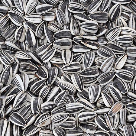 Sunflower Seed from Brazil supplied by Samba Internacional (Brazil) - Unhulled Sunflower Seed