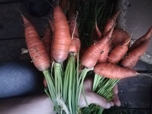 Carrots from Germany supplied by Föhrenlicht Bioland Farm - Family Mixdorf - Orange Fresh Carrot