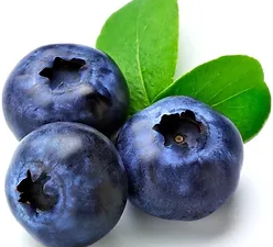 Fresh Blueberry from 세르비아 supplied by D & V FRUCTY D.O.O. - Fresh (=Chilled) 신선 블루베리