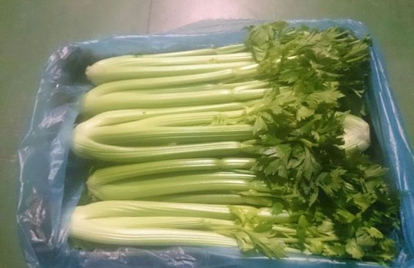 Celery from 스페인 supplied by Fruklas SL - Whole 신선 셀러리