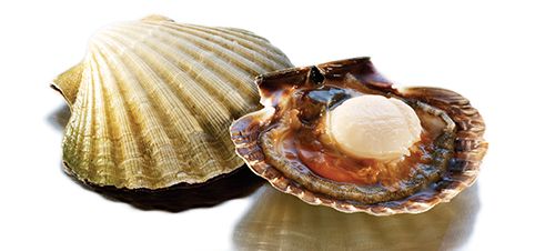 Scallops from Norway supplied by NORDIC GROUP AS - Whole (=In Shell=Unshucked) Frozen Scallop