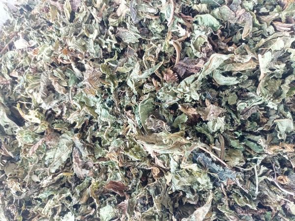 Papaya leaves from 인도 supplied by SVM EXPORTS - Fresh (=Chilled) 신선 파파야