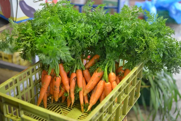 Carrot from 이스라엘 supplied by Shorashim Farm - Orange 신선 당근