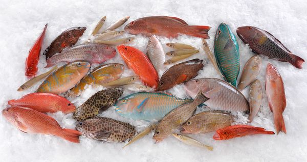 Fresh Frozen Head On Groupers Fish from 필리핀 supplied by Seachamp International Export Corp. - Fresh (=Chilled=Raw) 기타 냉동 생선 통마리
