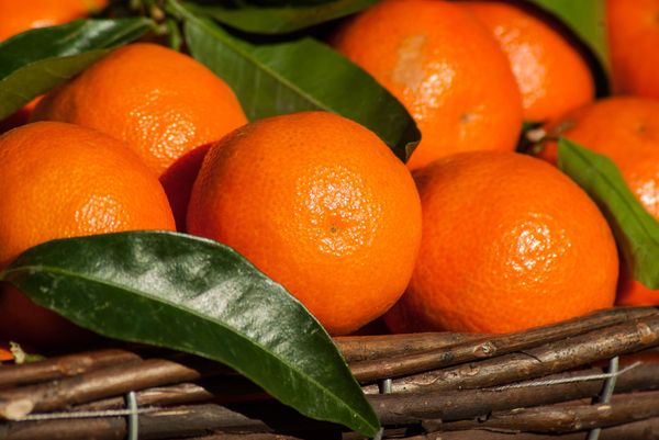 Fresh Mandarin from 이스라엘 supplied by Ankor International Ltd - Whole 신선 만다린
