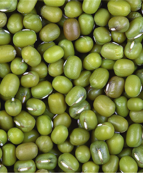 Green Mung Bean from 인도네시아 supplied by PT. Sinar Inti Pangan - Green 말린 녹두