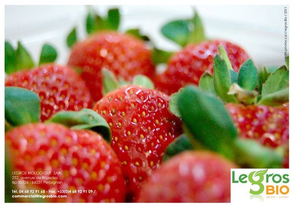 Strawberry from 프랑스 supplied by Le Gros BIO - Red 신선 딸기