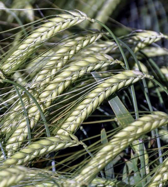 Winter Barley from 우크라이나 supplied by Orbita FG - Winter 보리