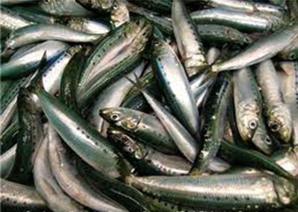 Fish Meal from 모로코 supplied by ALPHA ATLANTIQUE DE SAHARA MAROCAINE - Meal 어분