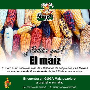 Maize from 멕시코 supplied by Guga Mercantil, S.A. de C.V. - Dried 옥수수