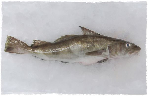 Cod from United Kingdom supplied by OCEAN FISH CO - Atlantic Cod (=Gadus morhua) Frozen Cod