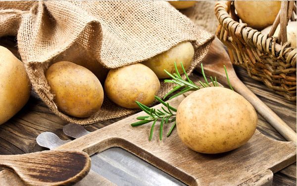 Fresh Potato from 독일 supplied by Spargel- und Kartoffelhof Demmin GmbH - Yetholm Gypsy 신선 일반 감자