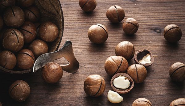 Macadamia from 남아프리카공화국 supplied by Ivory Macadamias - Style 4 (halves, 10-13 mm) 마카다미아 알맹이