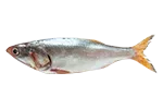 Sardine from 파나마 supplied by SALVAMAR S.A. - Fresh (=Chilled=Raw) 신선 정어리