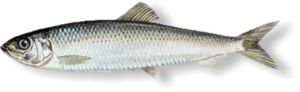 Baltic herring from Estonia supplied by Kajax Fishexport AS - Atlantic Herring (=Clupea harengus =Sea Herring =Sild =Common Herring =North Sea Herring =Norwegian Spring Spawning herring) Herring