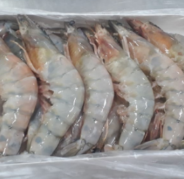 Shrimp from Ecuador supplied by El Oro Shrimp Inc - Tails (HLSO) Frozen Common Shrimp & Prawn