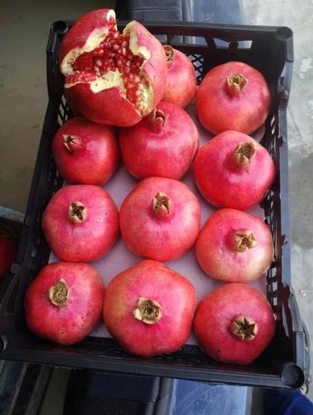 Pomegranates 116 from 이집트 supplied by Tagro Egypt for Trade - 사워 석류 신선 석류