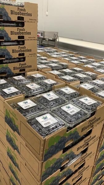 Blueberries from 페루 supplied by Executive World Trade (PTY) Ltd - 크기: >15mm 신선 블루베리
