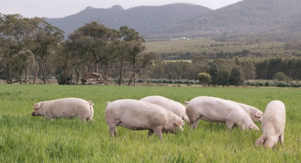 Pork from 호주 supplied by Craig Mostyn Group - Fresh (=Chilled=Raw) 기타 신선 돼지고기 절단육