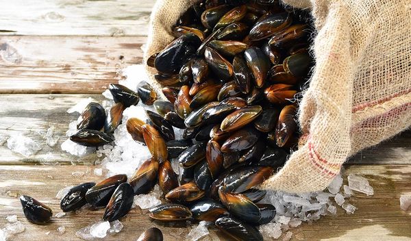 Fresh Mussel from 덴마크 supplied by Johs Jensen Fiske & Muslingeexport - Mediterranean Mussel (=Mytilus galloprovincialis=Gallo Mussel=Boston Bay Mussel=Galician Mussel=Padstow Mussel) 냉동 홍합