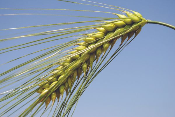 Barley zanzibar early semi from 루마니아 supplied by Limagrain Europe - early semi 보리