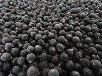 Frozen Black Currant from 폴란드 supplied by Biurkom-Flampol Spółka z o.o. - Black Currant 커런트