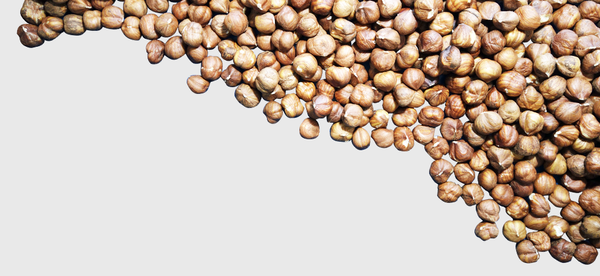 Shelled Hazelnuts from 이탈리아 supplied by ANTONINO AFFRONTI S.R.L. - Shelled (=Kernel) 헤이즐넛 알맹이