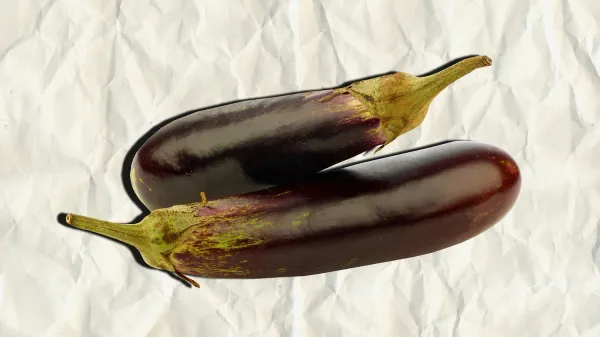 Fresh Eggplant from 도미니카공화국 supplied by Exportadora Oba, Srl - Purple (=Violet) 가지