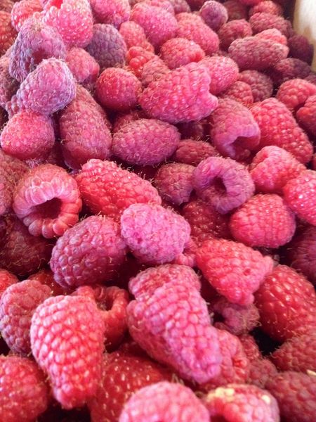 Fresh Raspberries from 미국 supplied by Cherry Hill Orchard & Market - Red 신선 라즈베리