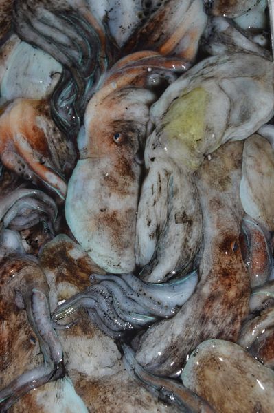 Octopus from Italy supplied by Gruppo Gene - Whole Frozen Octopus