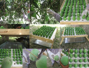 Fresh Mangoes from Pakistan supplied by Progressive Mango Growers Group - Fajri Fresh Mango