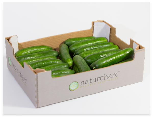 Fresh Cucumber from Spain supplied by Naturcharc - Baby Cucumber (=Snack Cucumber=Mini Cucumber) Fresh Cucumber