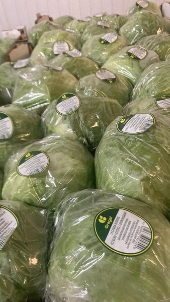 Lettuce from 영국 supplied by Veg UK Ltd - Iceberg (=Crisphead=Heading) 신선 상추