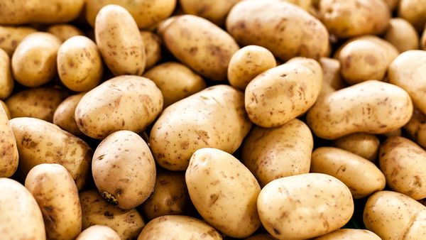 Fresh Potato from Israel supplied by Ankor International Ltd - Brown Fresh Common Potato