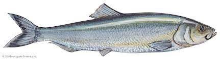 Baltic Herring from Estonia supplied by Morobell OÜ - Atlantic Herring (=Clupea harengus =Sea Herring =Sild =Common Herring =North Sea Herring =Norwegian Spring Spawning herring) Herring