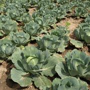 Cabbage from 체코 supplied by ZP Otice - Green 신선 양배추
