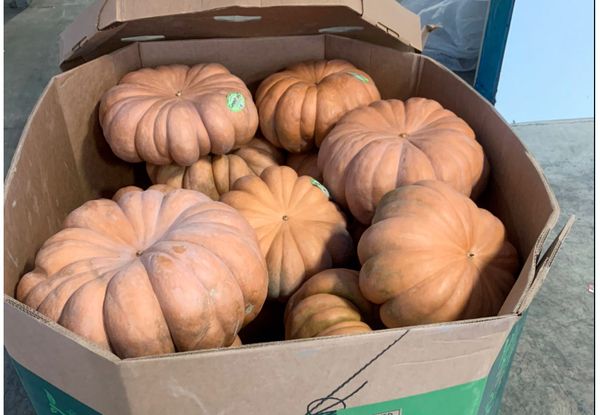 Pumpkin from 캐나다 supplied by Arc-En-Ciel Produce Inc. - Long 신선 호박