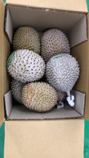 Frozen Whole Durian (Nitrogen) from Malaysia supplied by TRL South East Asia Sdn Bhd - Red Prawn (=D175) Fresh Durian