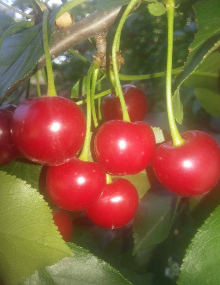 Fresh Cherry from 헝가리 supplied by Premium Fruit Ltd. - Sour Cherry (=Tart) 신선 체리