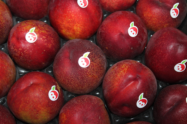 Nectarines from 모로코 supplied by DOMAINES AGRICOLES BENZIT - 6 / AAA (=80~90 mm=220~300 g) 신선 천도복숭아