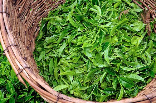 Tea plant from Ethiopia supplied by Gagarii Trading PLC - Tuen Mun (=Blush) Bulk Black Tea