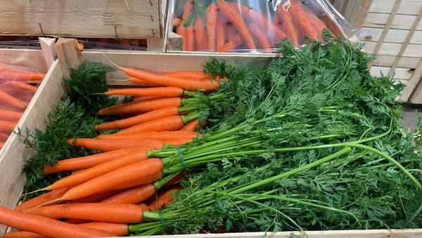 Carrot from Italy supplied by Orto di Campo Soc. Coop - Bunched (=With Top) Fresh Carrot
