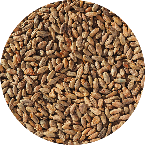 Barley Malt from 영국 supplied by Crisp Malting Group Limited - Individually Wrapped (=IW) 보리맥아