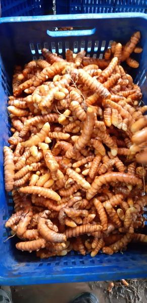 Turmeric from 페루 supplied by Peruvian Fresh Products - Powder 튜메릭