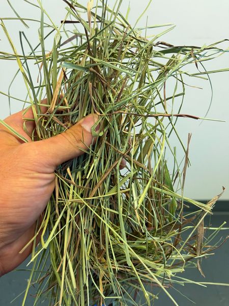 alfalfa from United States supplied by Southeast Hay Distributors - Green Alfalfa