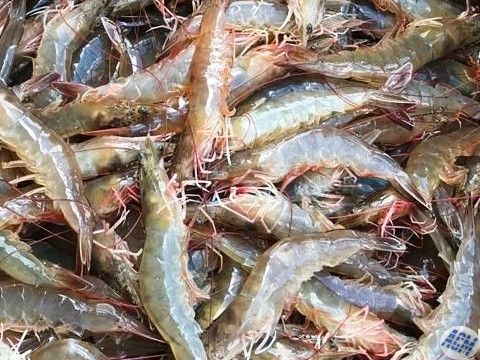 White Shrimp from 말레이시아 supplied by ACM Marintek Sdn Bhd - White Shrimp (=Litopenaeus setiferus=Penaeus setiferus=Northern white shrimp=Atlantic White Shrimp) 냉동 새우